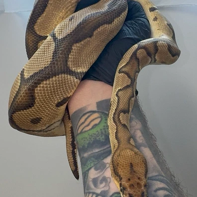 0.1 OD Clown - HOUTEN Free Handover In September Ball Python - female for sale from Reptiqua - Snake and Pods