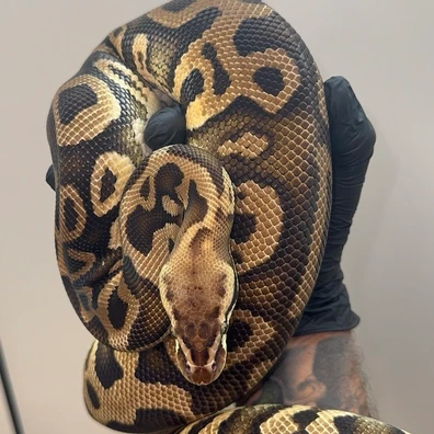 0.1 Hurricane Leopard Pastel Het Clown - HOUTEN Free Handover In September Ball Python - female for sale from Reptiqua - Snake and Pods