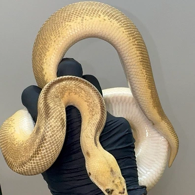 1.0 Batman Pastel Enchi - HOUTEN Free Handover In September Ball Python - male for sale from Reptiqua - Snake and Pods