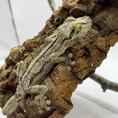100+ Leaf-Tailed Geckos For Sale | MorphMarket