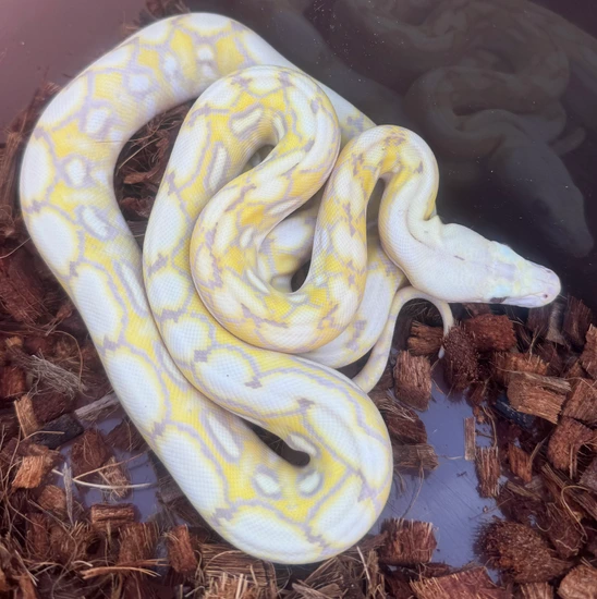 50% SD Snow Tiger Reticulated Python by Pinoy Pythons