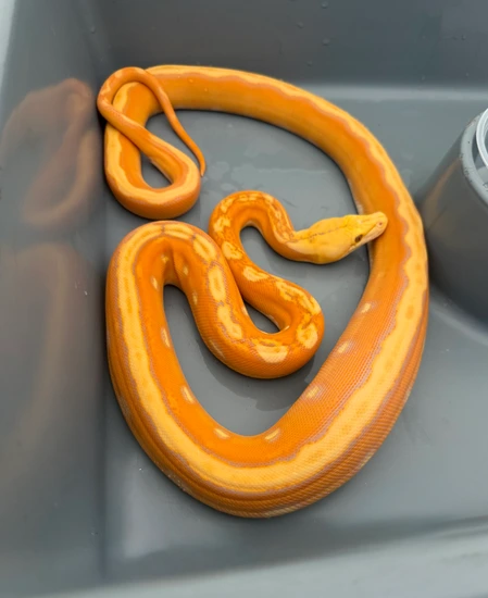 Purple OGS Sun Reticulated Python by Pinoy Pythons