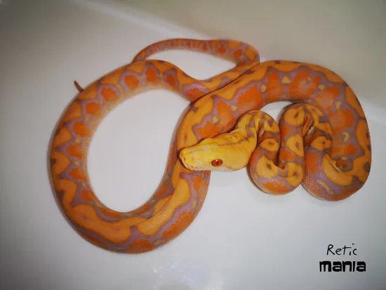 Purple Albino Het Pied Reticulated Python by ReticMania