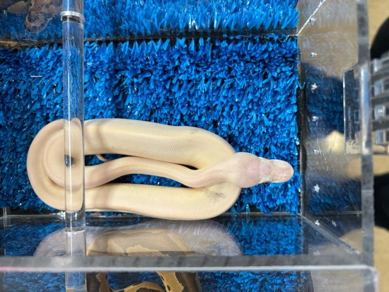 Super Mojave Pos YB Vanilla Ball Python by Rev's Exotic Reptiles