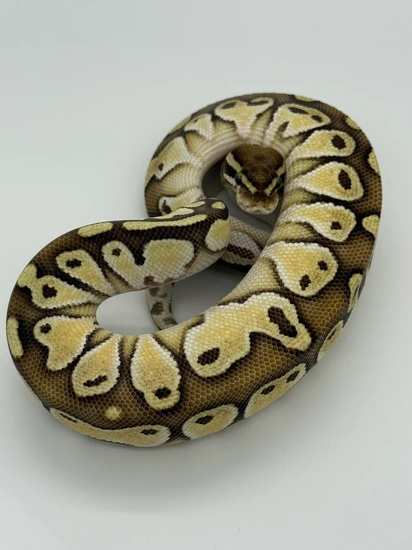 Butter Ball Python by Revelation Reptiles