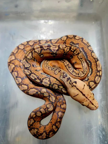 Indo Carmel Marble Reticulated Python by Revered Retics