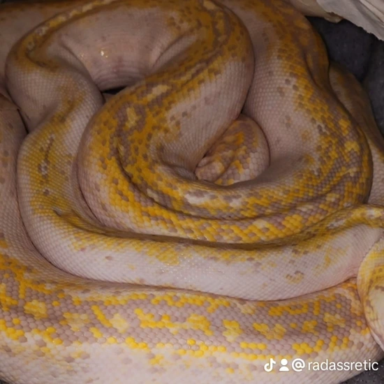 RTB Purple Pied Reticulated Python by Revered Retics