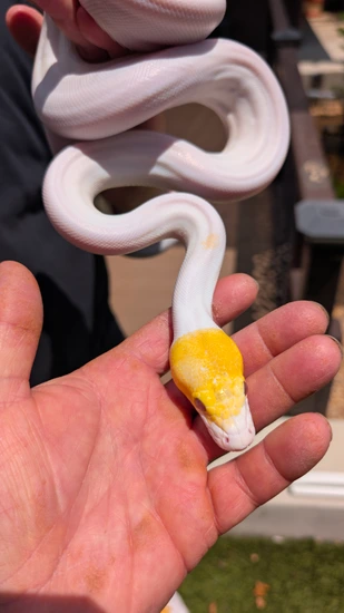 Purple Platinum Pied Supertiger Reticulated Python by Revered Retics
