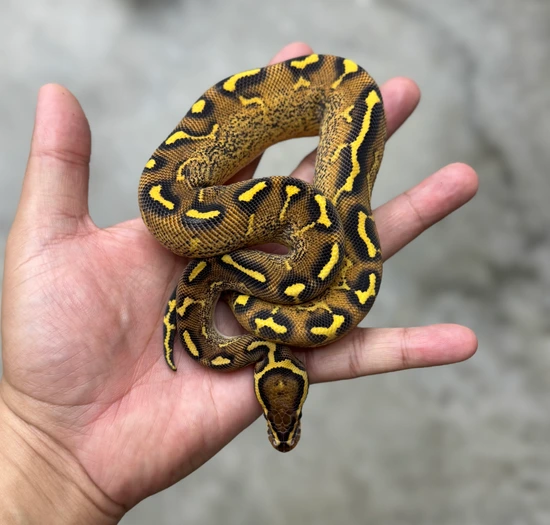 Freeway Het Clown Poss Het Pied Ball Python by SCAL3D