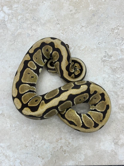 Spotnose Het Puzzle Ball Python by SCAL3D
