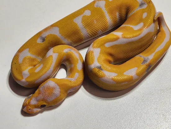 Paradox Lavender Albino Clown Ball Python by Rare Genetics Reptiles