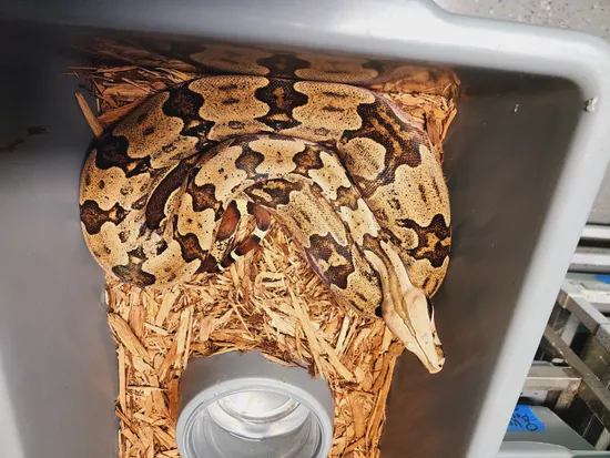 boa constrictor amarali premio de roma pythons and... South Brazilian Amarali Short-Tailed Boa Constrictor by Rare Genetics ...