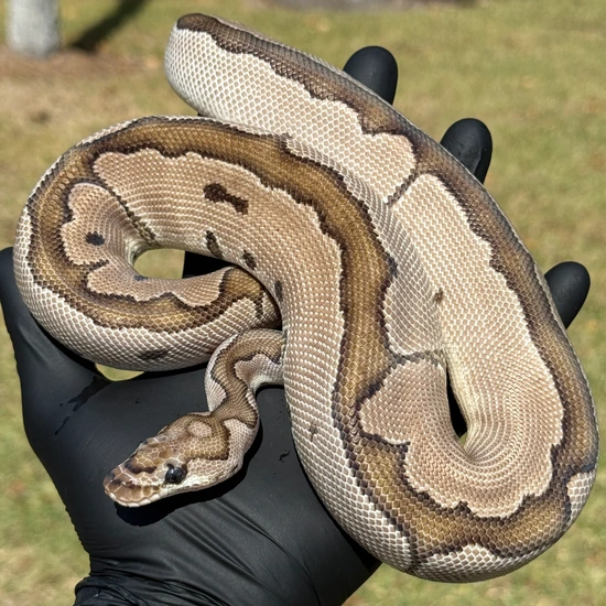 Axothanic Ball Python Axanthic (VPI) Clown Ball Python by Rhett’s Exotic Pets