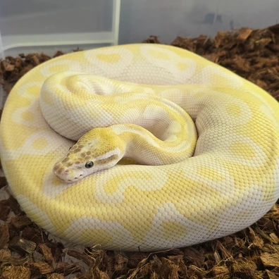 Pastel Crystal Ball Python - female for sale from SouthWest Serpents