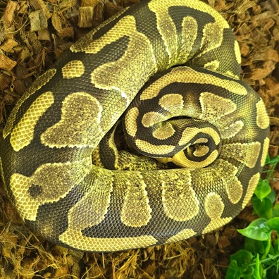Enchi Yellowbelly Het Pied Het Clown Ball Python - female for sale from SouthWest Serpents