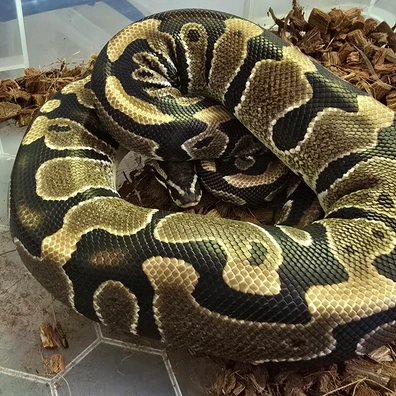 Double Het Pied 66% Het Clown Female Ball Python - female for sale from SouthWest Serpents