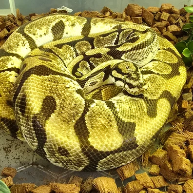 Enchi Spotnose Orange Dream Ball Python - female for sale from SouthWest Serpents