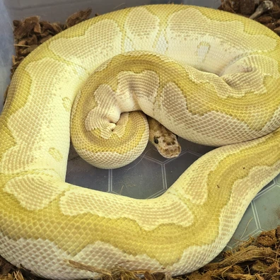 Lesser Fire Clown Ball Python - female for sale from SouthWest Serpents