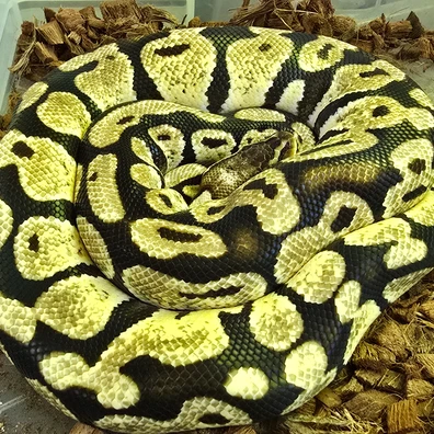 Pastel Pos Het Albino Organe Ghost Male Ball Python - male for sale from SouthWest Serpents