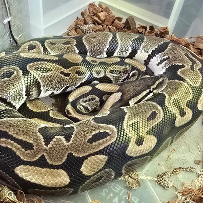 Normal Pos Het Albino Orange Ghost Ball Python - male for sale from SouthWest Serpents