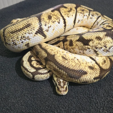 Pastel Spider Ball Python - female for sale from SouthWest Serpents