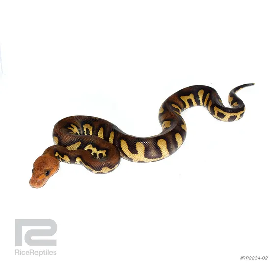 Super Chocolate Clown Ball Python by Rice Reptiles