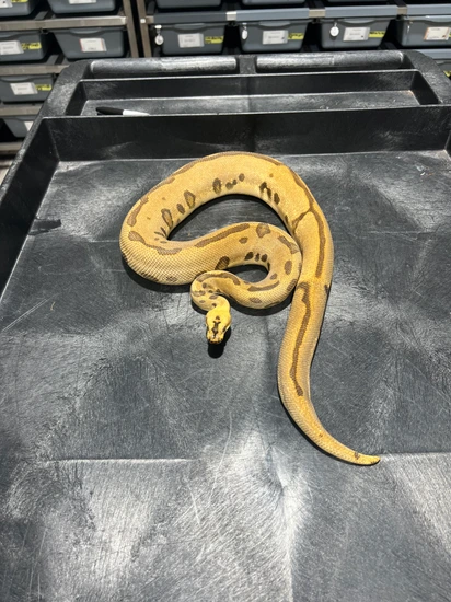Enchi Redstripe Yellowbelly Leopard Spotnose Clown Ball Python by Rice ...