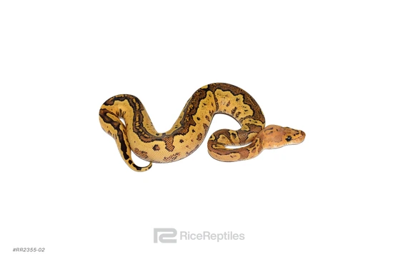 Redstripe YB Redhead Clown Het Hypo Ball Python by Rice Reptiles