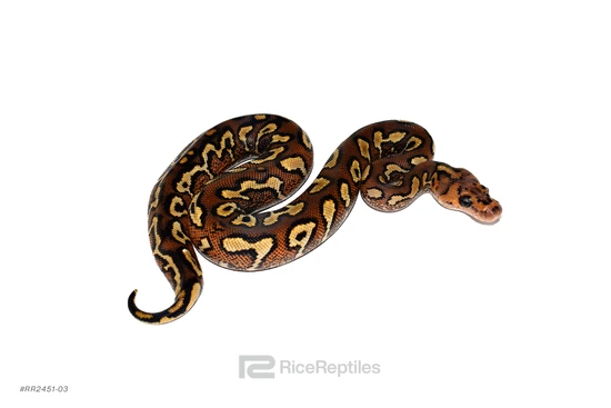 Pompeii Ball Python by Rice Reptiles