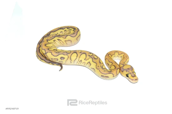 Lesser YB Fire (Redstripe) DG Clown Ball Python by Rice Reptiles