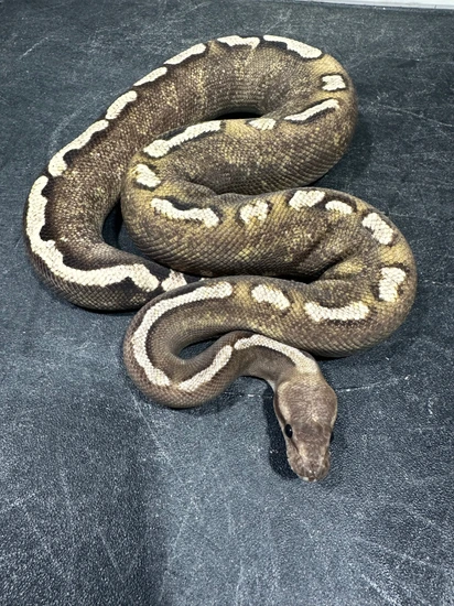 Fire Cypress YB Super GHI Het Clown Ball Python by Rice Reptiles