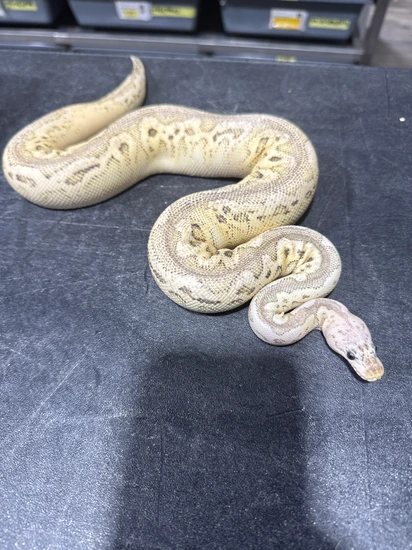 Pastel Special (YB) Clown Ball Python by Rice Reptiles