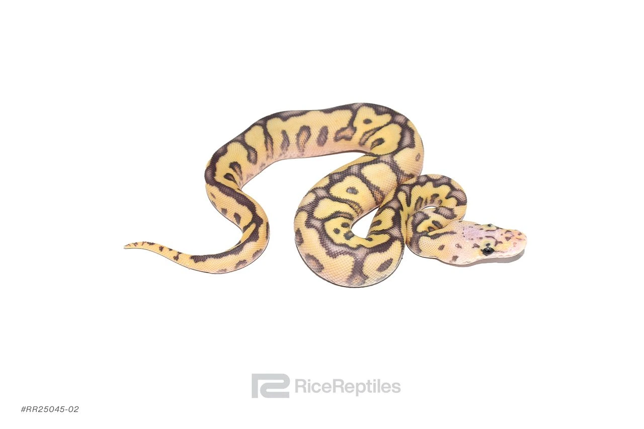 Rice Reptiles's Collection - MorphMarket