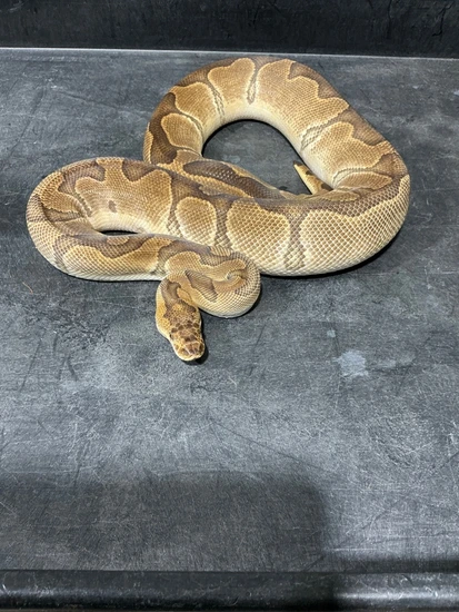 Enchi Clown Ball Python by Rice Reptiles