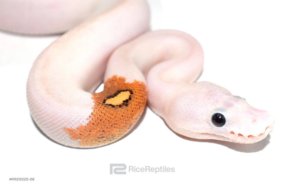 Paradox (Redstripe) (Pinstripe) Ivory Clown Ball Python by Rice Reptiles