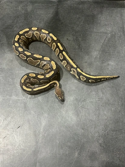 Redhead YB Het Clown Ball Python by Rice Reptiles