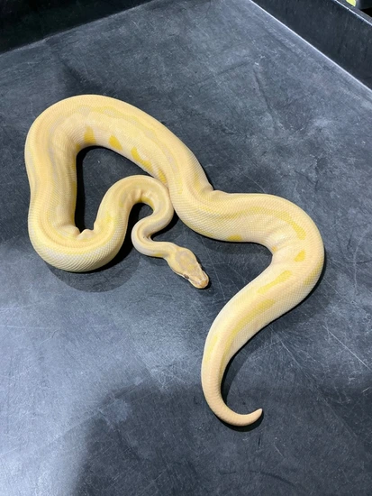 OD YB Leopard Lavender Ball Python by Rice Reptiles