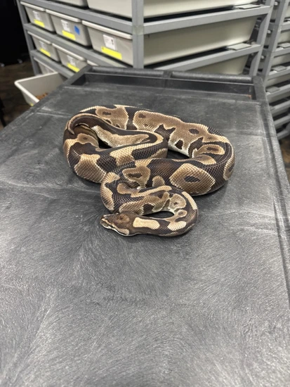 Leopard VPI Axanthic Ball Python by Rice Reptiles