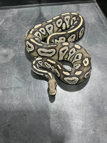 Blackhead Chocolate Hypo Ball Python by Rice Reptiles