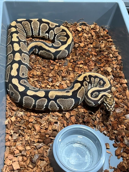 Spotnose Dbl Het DG Clown Ball Python by Rice Reptiles