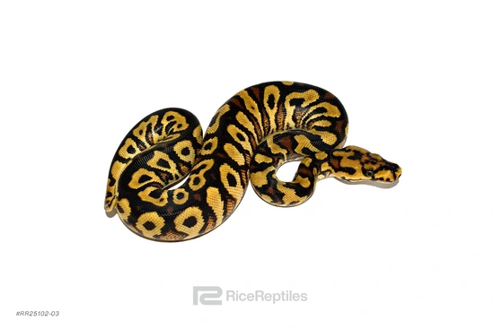 Gravel Or YB Spotnose Clown Ball Python by Rice Reptiles