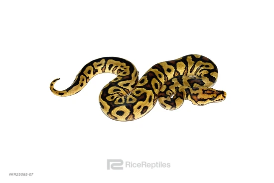 (Redstripe) Spotnose Clown Ball Python by Rice Reptiles