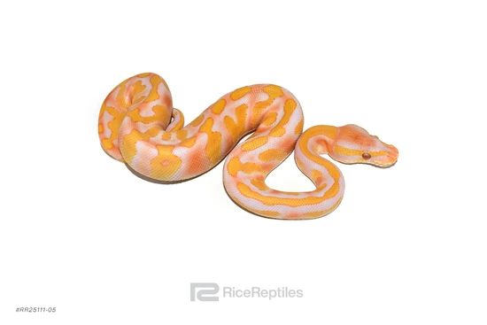 Enchi YB Blackhead Lavender Het Pied Ball Python by Rice Reptiles