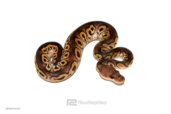 Black Pastel Clown Ball Python by Rice Reptiles