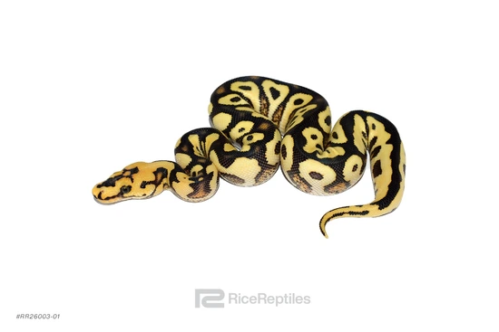 YB Spotnose DG Clown Ball Python by Rice Reptiles