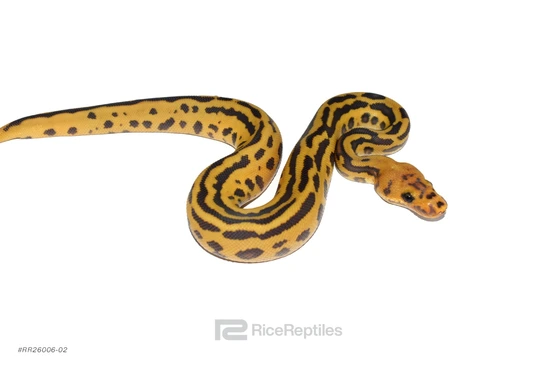 YB Hypo Batman Het DG Ball Python by Rice Reptiles