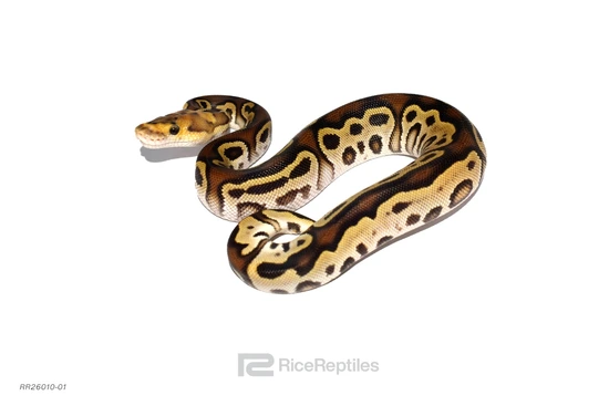 OD Cypress GHI Clown Dbl Het DG Pied Ball Python by Rice Reptiles