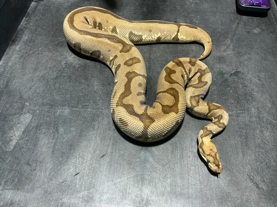 Enchi Spotnose Clown Ball Python by Rice Reptiles