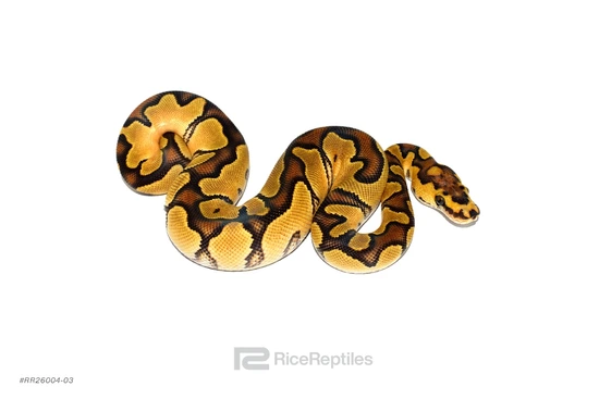 Enchi Clown Ball Python by Rice Reptiles