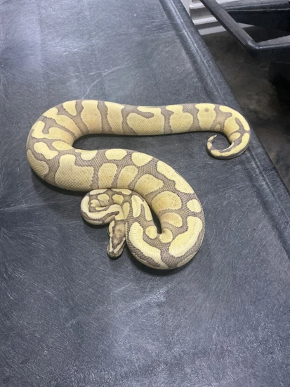 YB Redstripe DG Het Clown Ball Python by Rice Reptiles